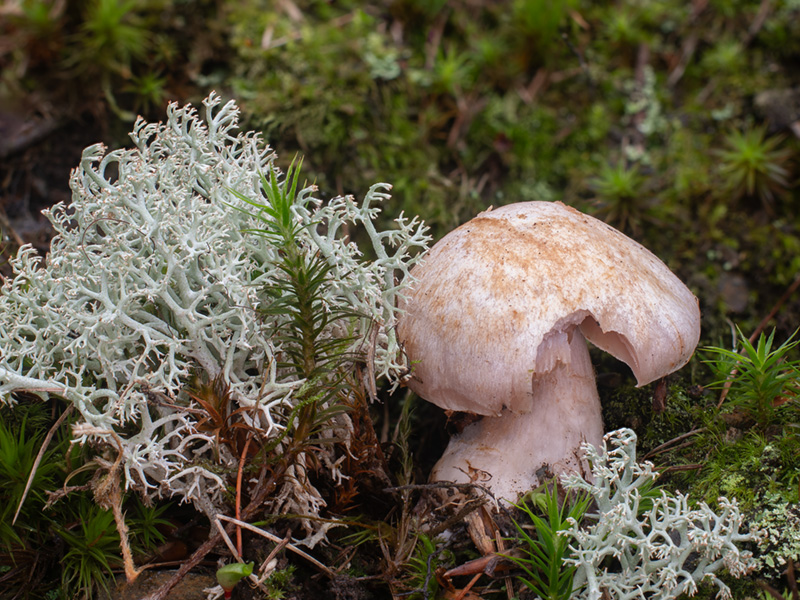 Cortinarius compressus